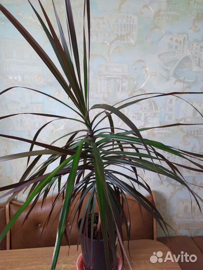 Драцена пальма