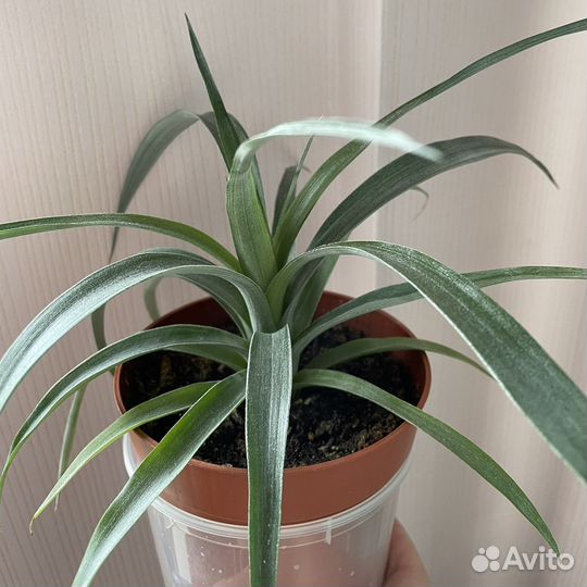 Ананас растение