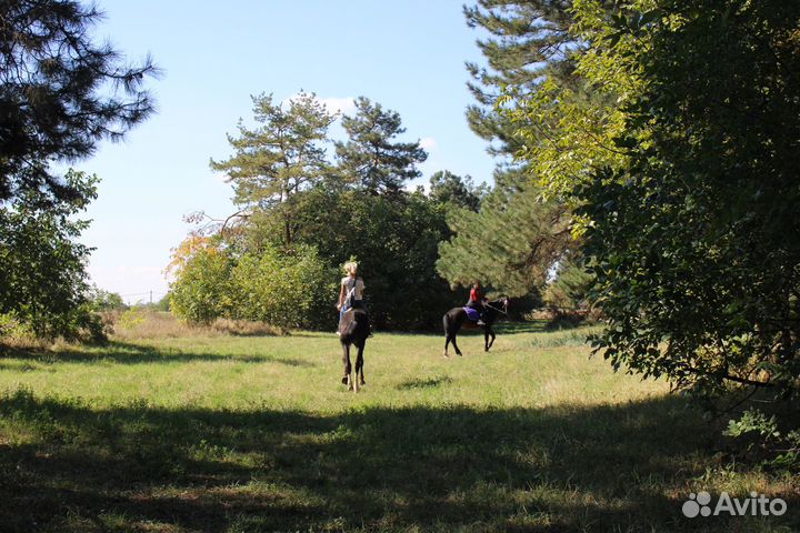 Прокат лошадей/Конные прогулки/Фотосессии