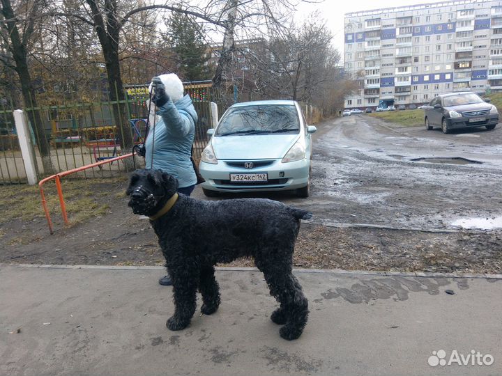 Дрессировка и коррекция поведения собак