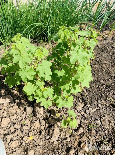 Красная смородина саженцы