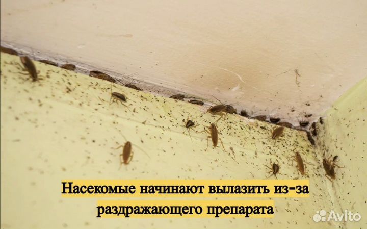 Уничтожение тараканов клопов Дезинсекция