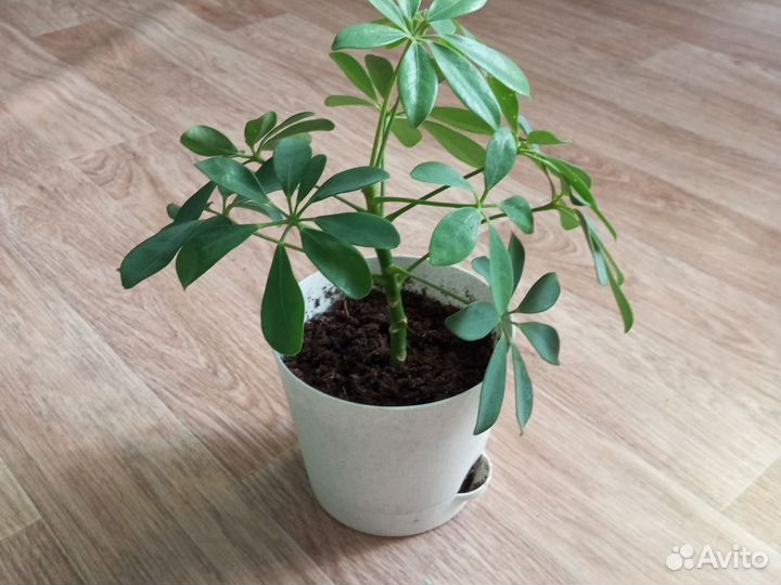 Комнатные цветы