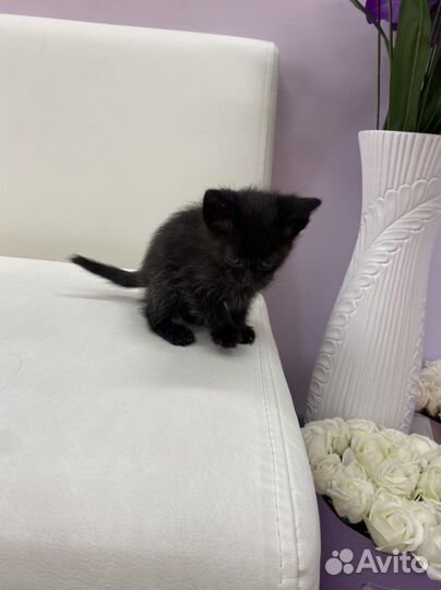 Котята в добрые руки бесплатно