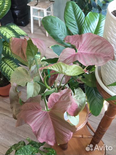 Сингониум ред харт