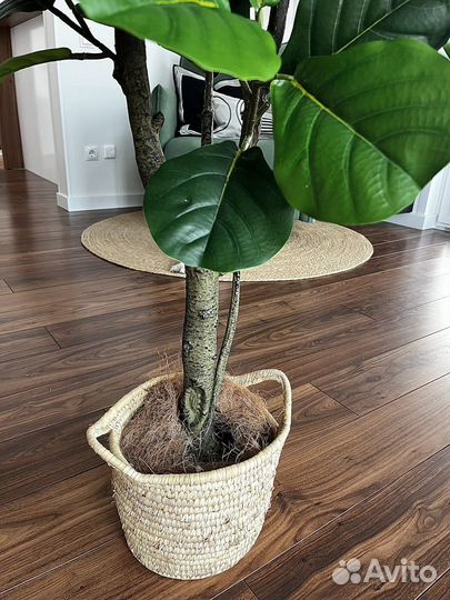 Искусственное дерево Фикус Лирата