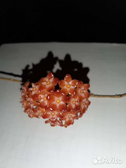 Хойя Бенгуэнзис