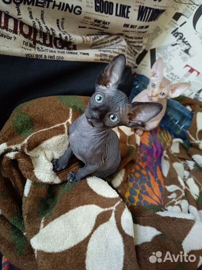 Канадский сфинкс