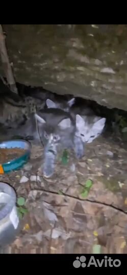 Домашние котята выброшены на улицу, нужен дом