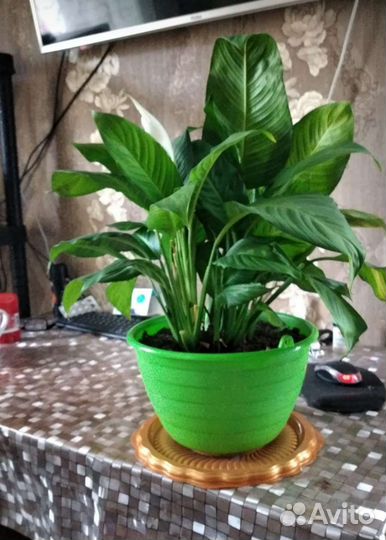 Спатифиллум женское счастье