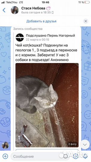 Кошка экзот