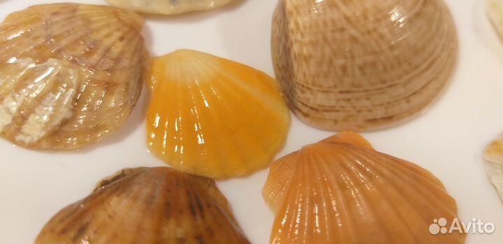 Коллекция морских ракушек