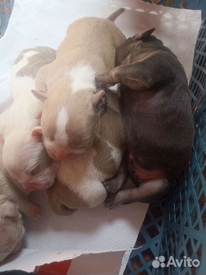 Сладкие пирожочки