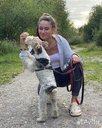 Передержка собак / Передержка кошек / Догситтер