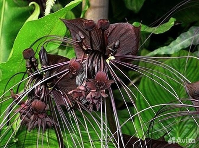 Такка Шантрье/Tacca chantrieri