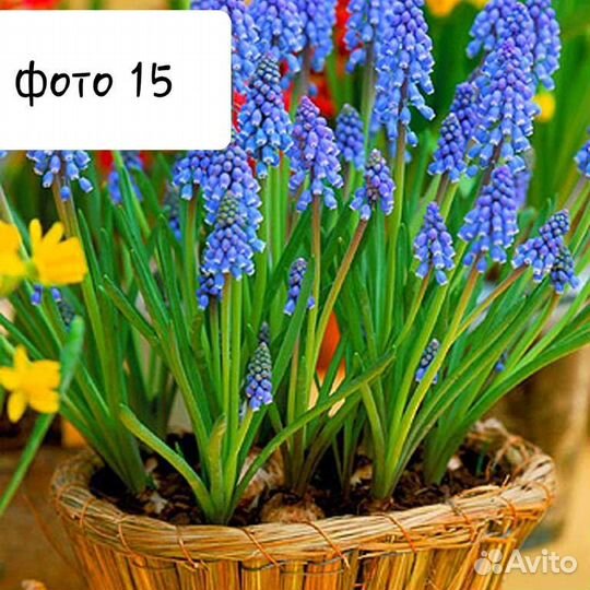 Многолетние цветы 2