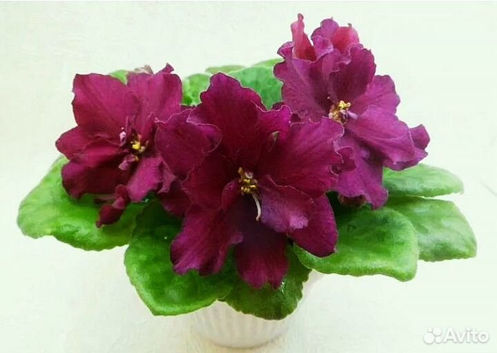 Взрослые сортовые цветущие фиалки и черенки