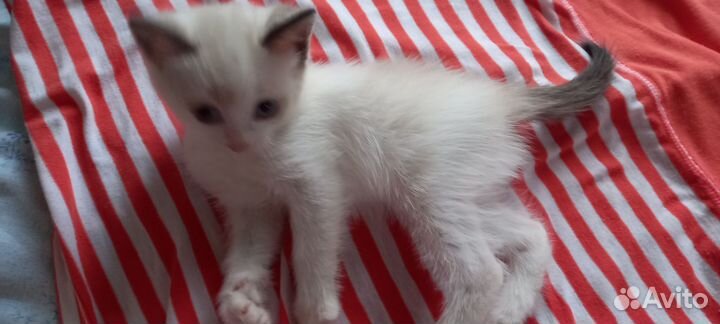 Котята в добрые руки бесплатно