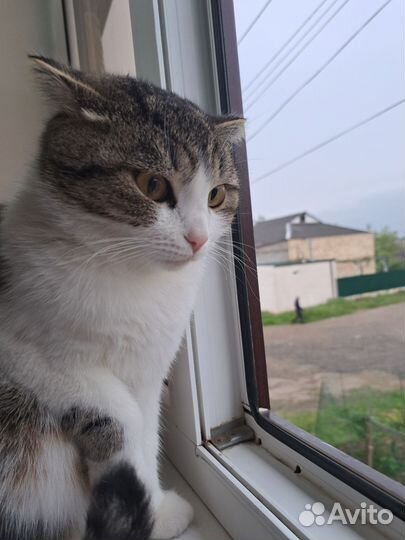 Кошки в дар бесплатно (породистые)