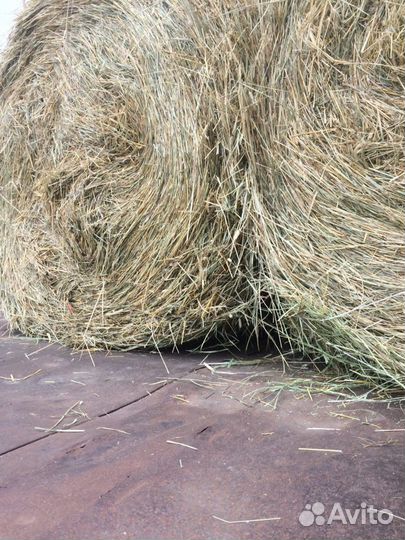 Сено разнотравье, солома в рулонах
