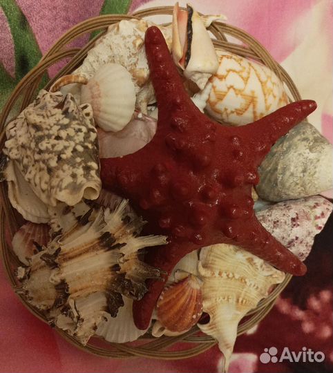 Набор ракушек