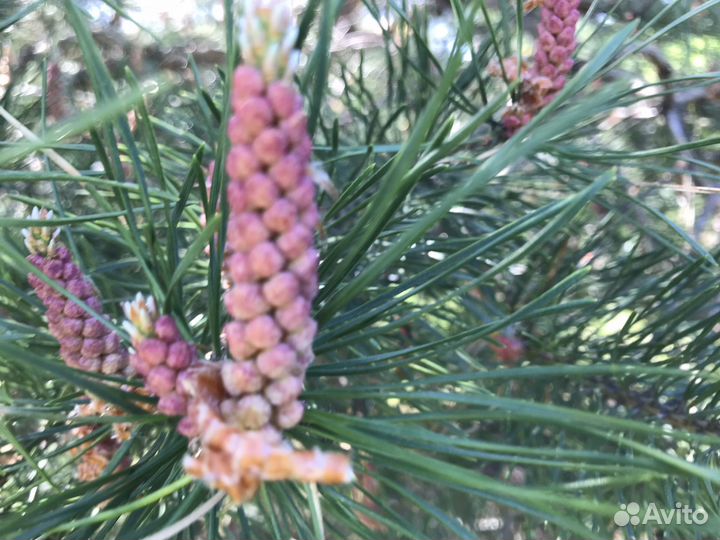 Сосновая пыльца