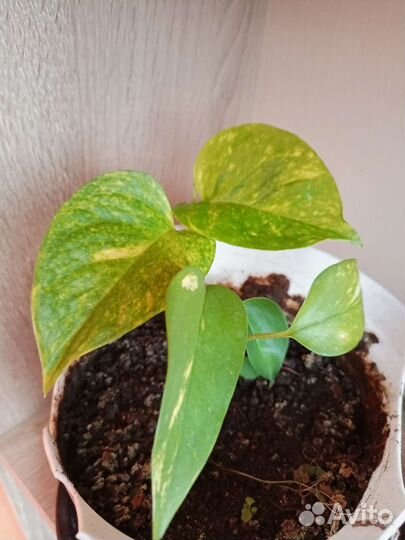 Сциндапсус