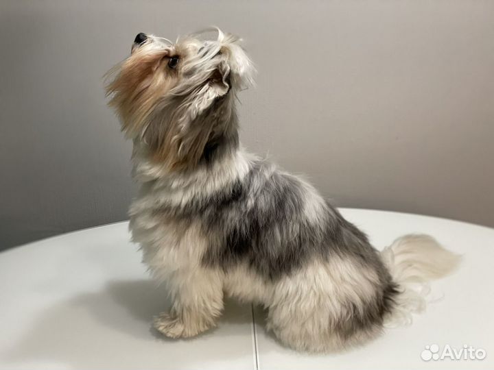 Вязка бивер йорк