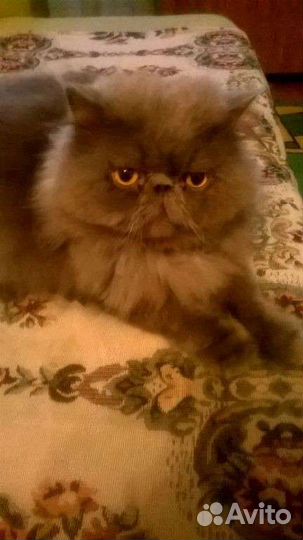 Кот перс экстримал, ищет кошечку на вязку