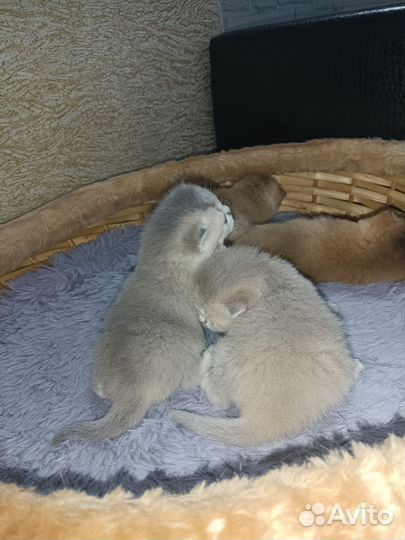 Британский котенок
