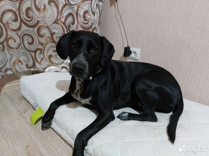 Передержка, зооняня, догситтер