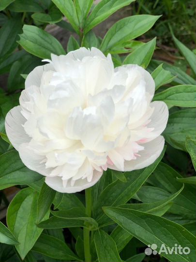 Пионы саженцы