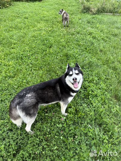 Собака в добрые руки хаски молодая