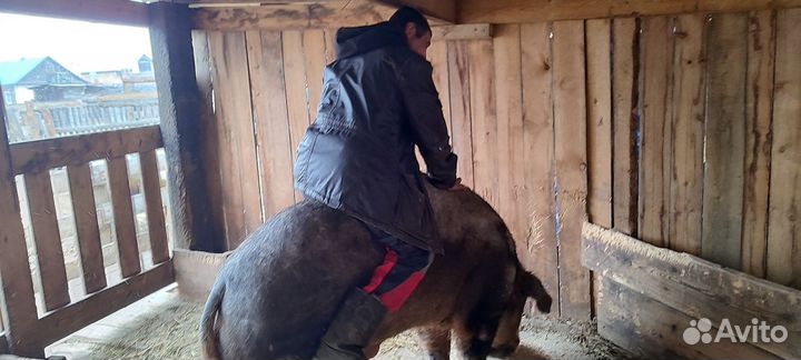 Хряк производиоель