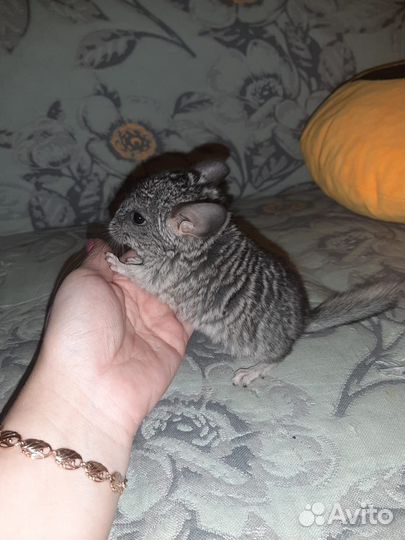 Шиншилла