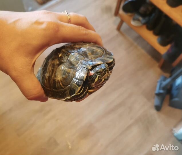 Черепаха с аквариумом