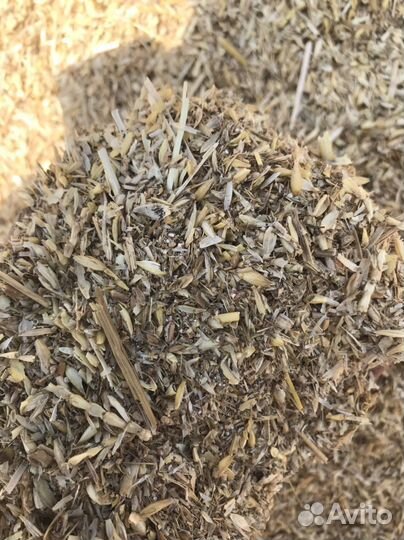 Полова пшеничная 2023 года