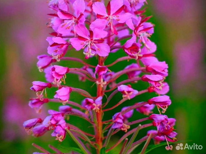 Иван-чай один кг, кипрей богатый вкус свежий 2023