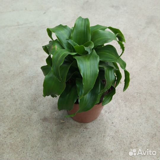 Драцена фрагранс Твист