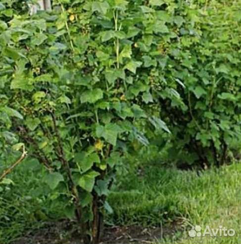 Саженцы черной смородины