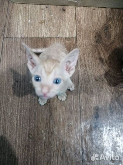 Котята сфинкс