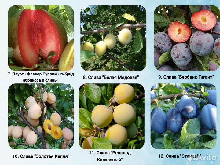 Саженцы Алычи, Сливы