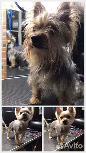 Стрижка собак. Груминг