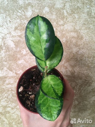 Хойя Лиза, Ваетти триколор, Псанги вар