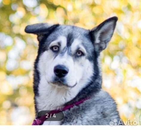 Собака в добрые руки