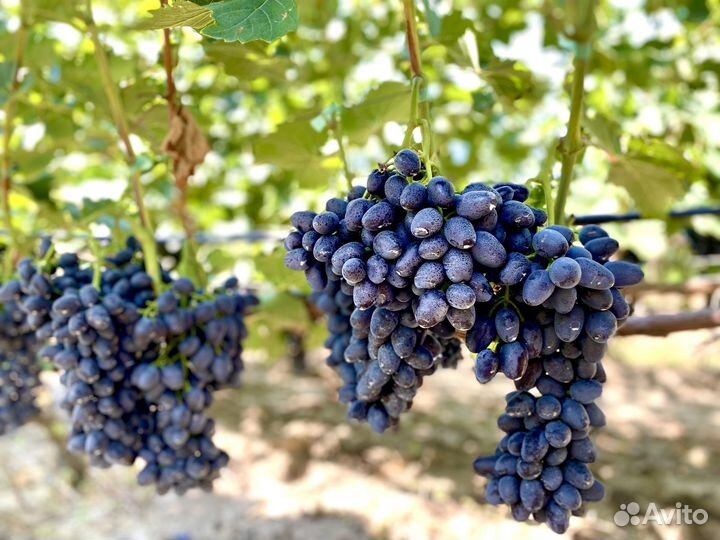 Черенки винограда