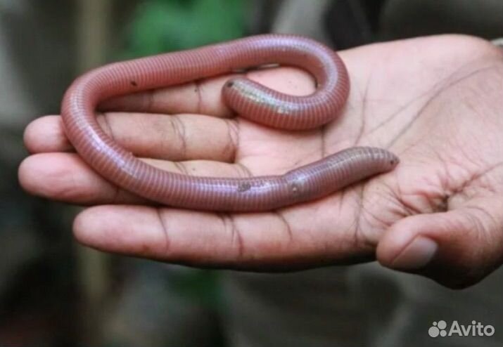 Червь дендробена черви для рыбалки