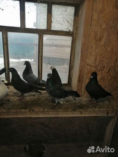 Голуби