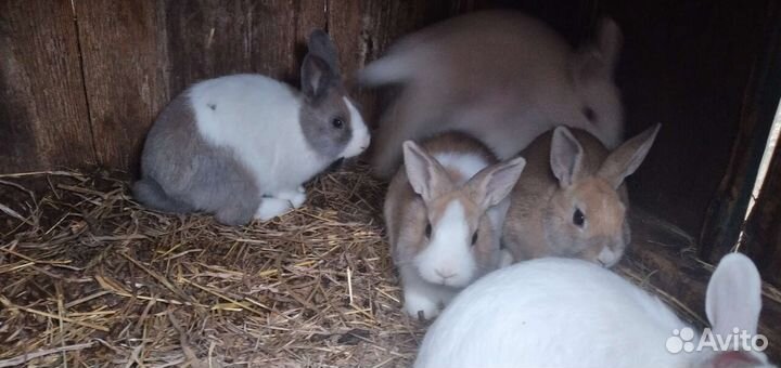Декоративные кролики