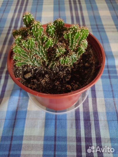 Кактусы и суккуленты